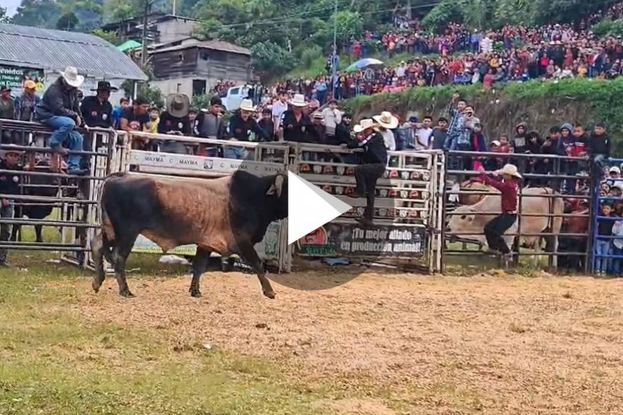 Ver video